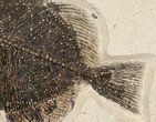 x Phareodus & Knightia Fossil Fish Plate (Free Shipping) #17994-4
